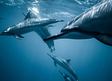 九游体育-击败永州队 CMG群众足球邀请赛湛江队收获冠军